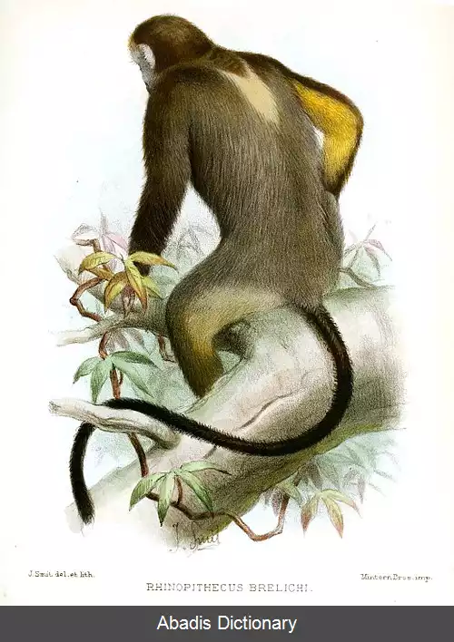 عکس میمون دماغ سربالای خاکستری