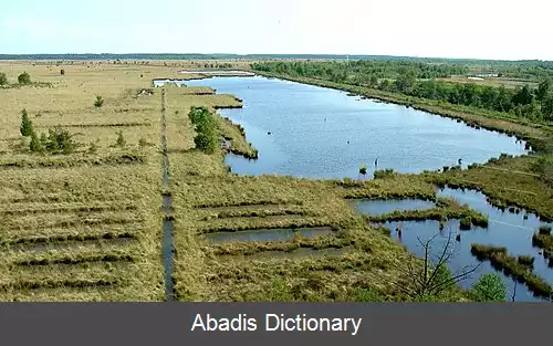 عکس رافنس واود