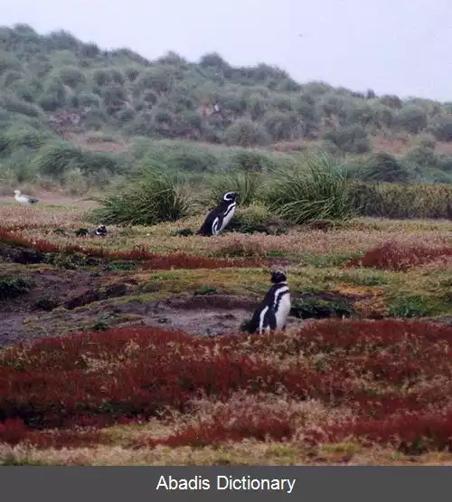 عکس فهرست جزایر فالکلند