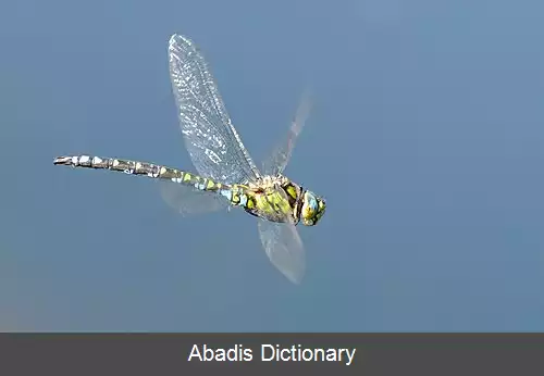 عکس دوزندگان جنوبی