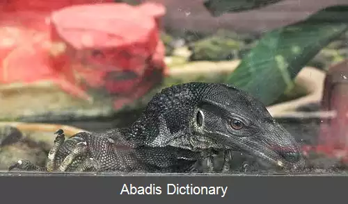 عکس بزمجه گردن زبر