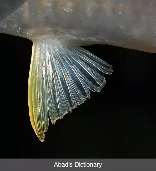 عکس باله ماهی