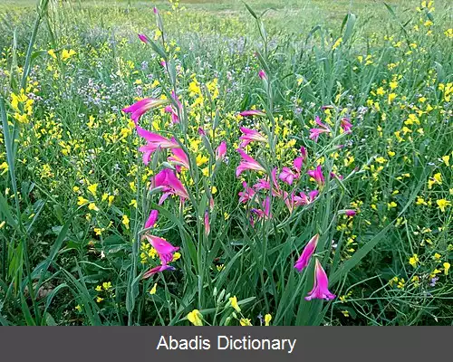 عکس گلایول ایتالیایی