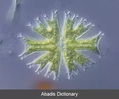 عکس زنجیره سانان