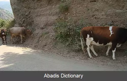 عکس کناراوان