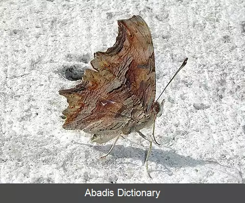عکس کمای جنوبی