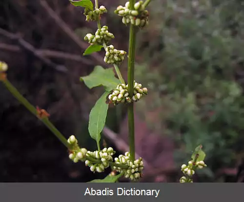 عکس ترشک خوشه ای