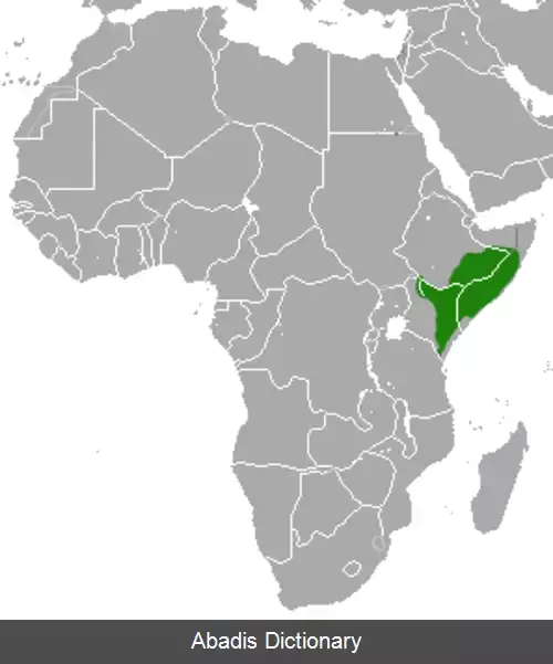 عکس خدنگ کوتوله اتیوپی
