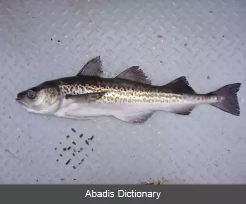 عکس زغال ماهی آلاسکا