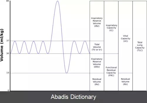 عکس حجم های تنفسی