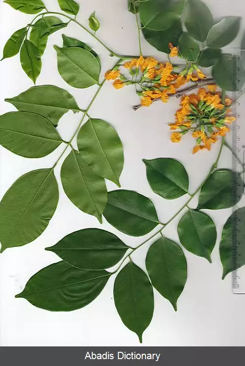عکس درخت بادبزنی برمه