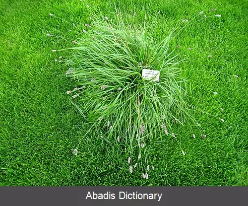 عکس چمن هلالی