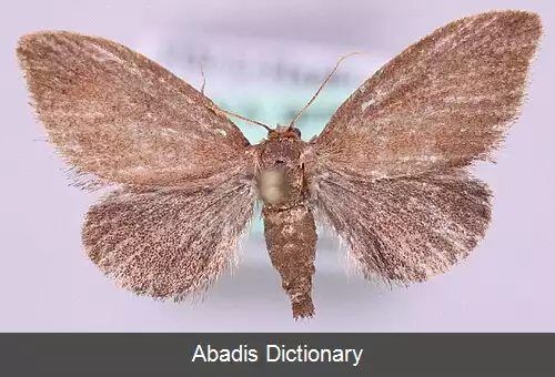 عکس آسلا (جانور)