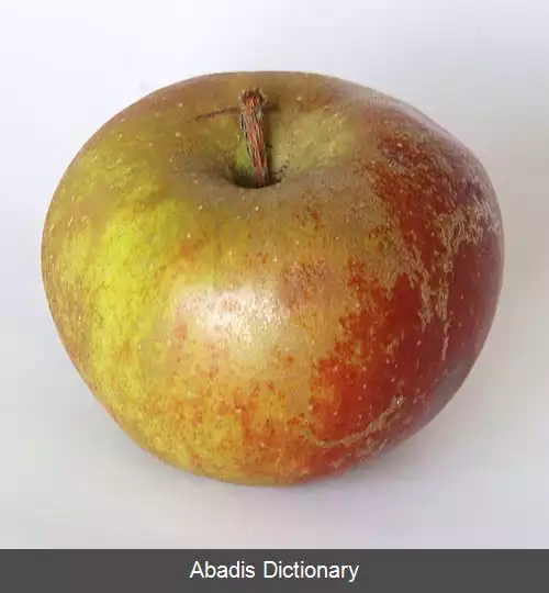 عکس سیب