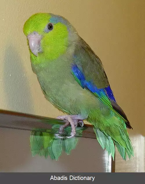 عکس طوطیچه