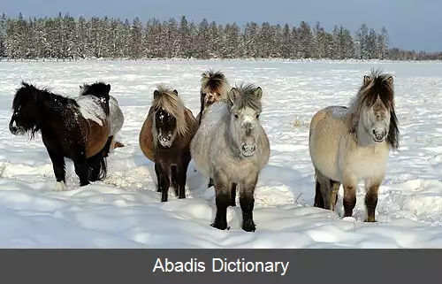 عکس اسب یاقوتستان