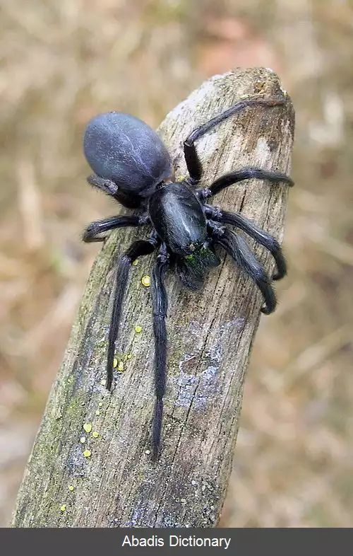 عکس عنکبوت های لوله نشین