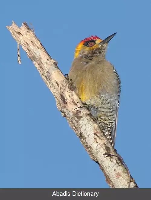 عکس دارکوب گونه طلایی