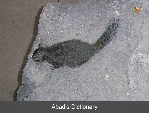 عکس سنجاب صخره ای چینی