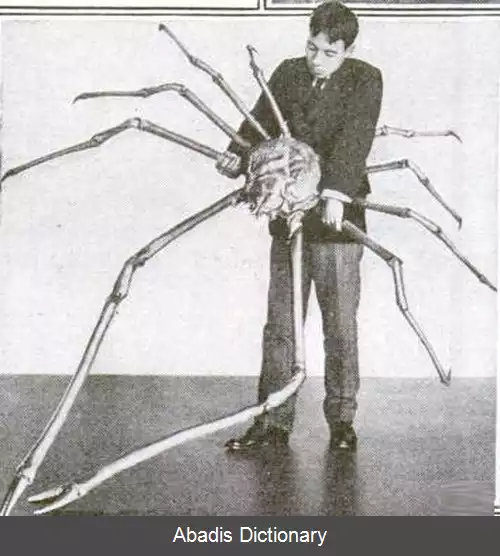 عکس خرچنگ عنکبوتی ژاپنی