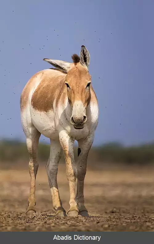 عکس خر وحشی هندی