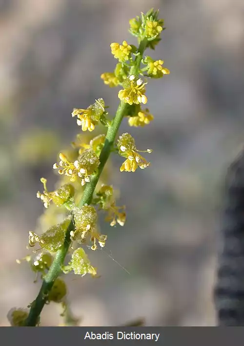 عکس شمح (رده)