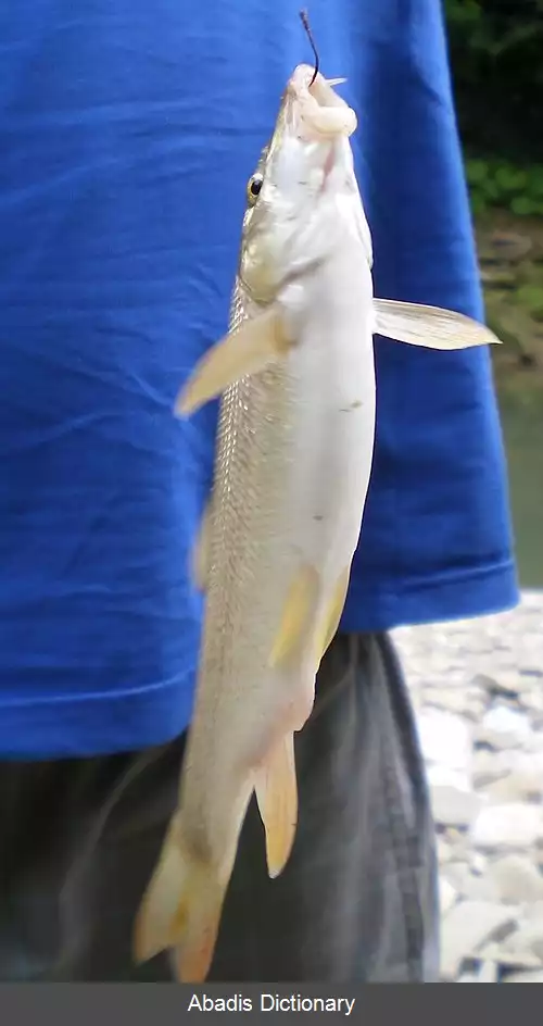 عکس زردک کریمه ای