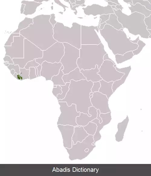 عکس دندان اره لیتون