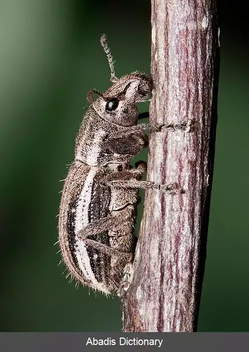 عکس سوسکچه های کنارسفید