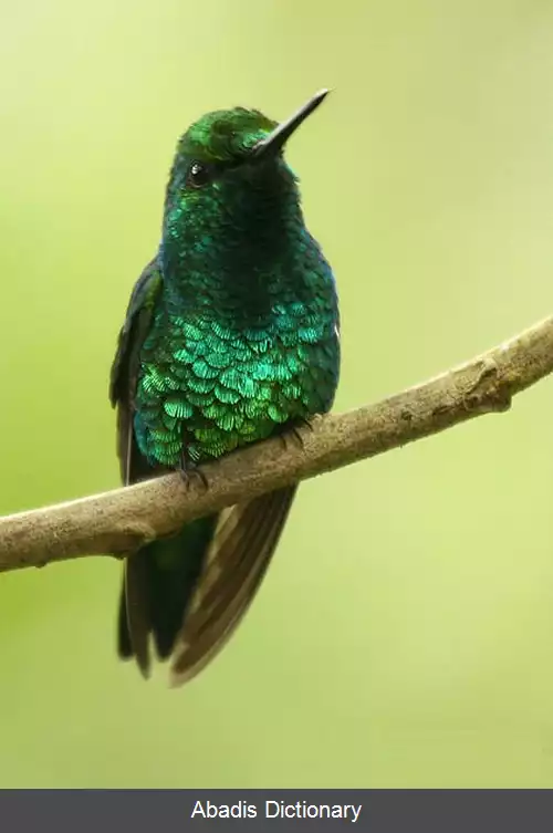 عکس زمردی غربی