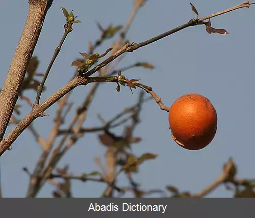 عکس دم موشیان