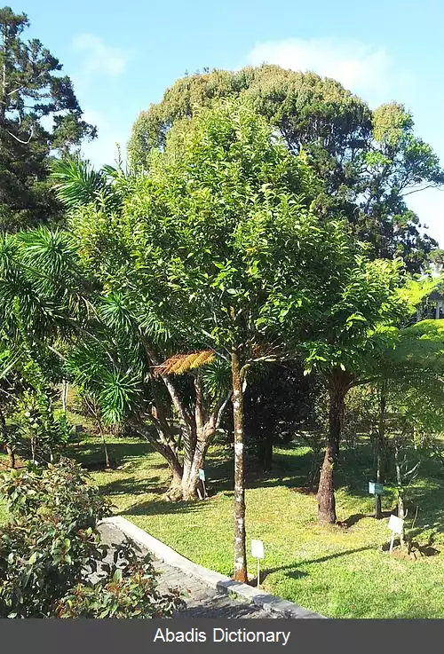 عکس خرمالو موریس