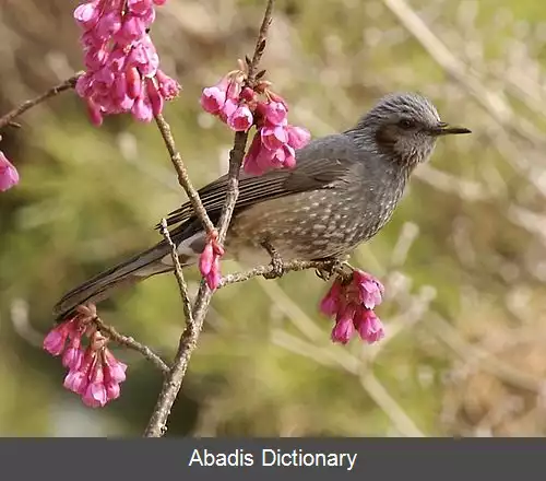 عکس بلبل گوش قهوه ای