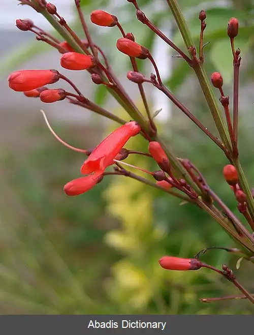 عکس مرجانی سرخ