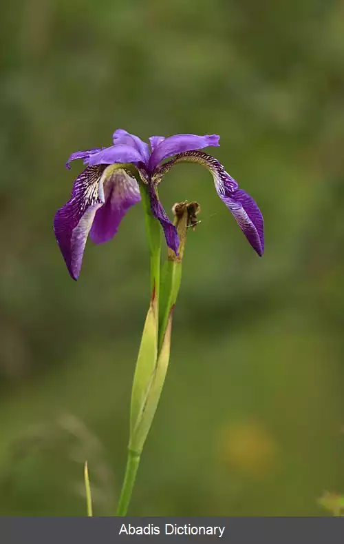 عکس زنبق کلارک