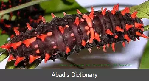 عکس رز زرشکی