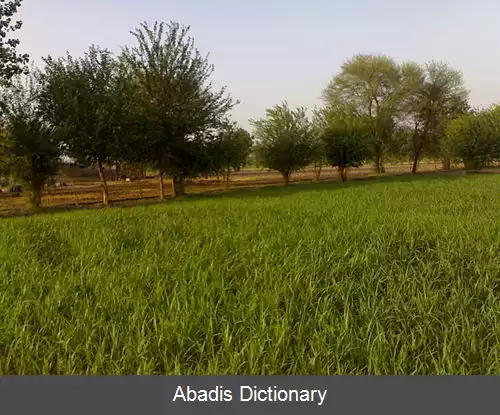 عکس بهوانه