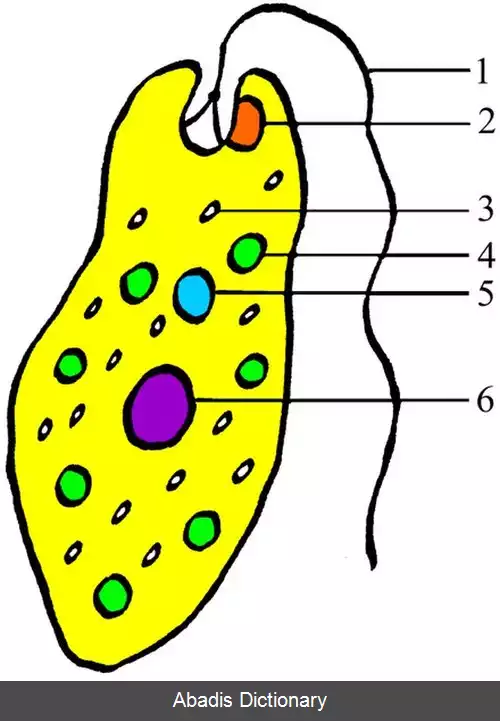 عکس فرگشت چشم