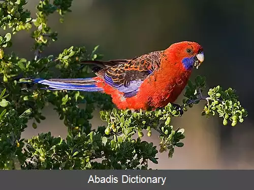 عکس طوطی دم پهن