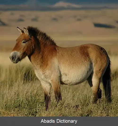 عکس اسب تباران