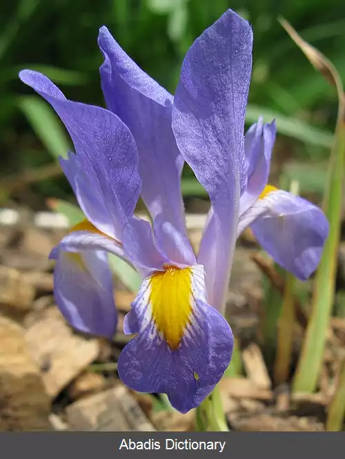 عکس زنبق بنفش کوتوله