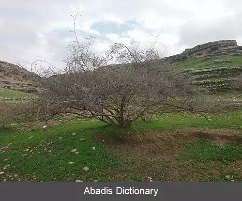 عکس رملیگ