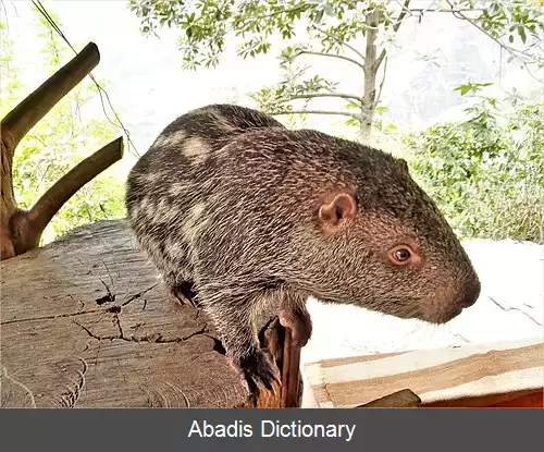 عکس پاکارانا