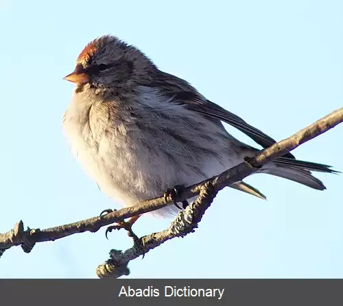 عکس زلف قرمزی قطبی