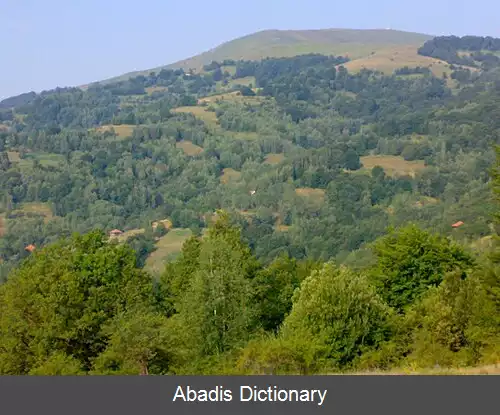 عکس زلی دول