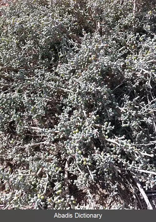 عکس قیچ عربی