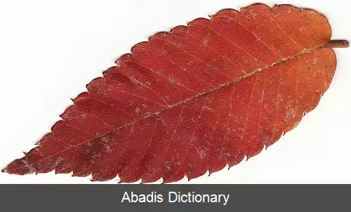 عکس ذخیره گاه طبیعی بابانئوری