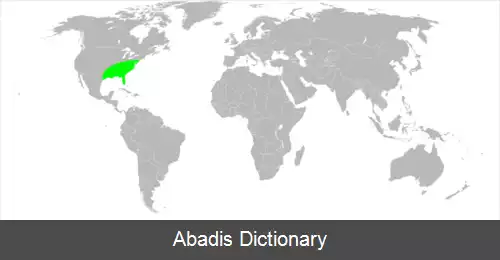 عکس عنکبوت جهنده سسپونکتاتوس