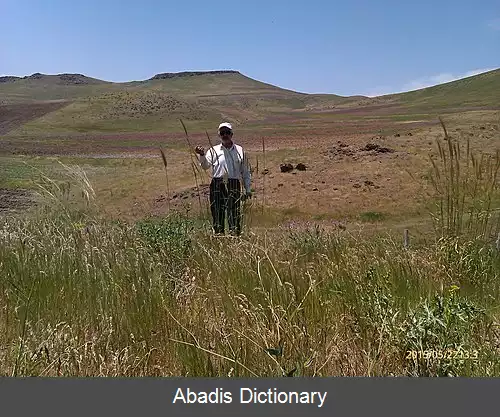 عکس روستای شاه تپه