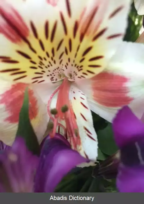 عکس سوسن پرویی